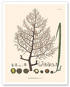 Chiqui-Chiqui Palm Tree (Leopoldinia Pulchra) - Fine Art Prints & Posters