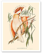 Leadbeater’s Cockatoo (Cacatua Leadbeaterii) - from The Birds of Australia Vol 5 - c. 1840 - Fine Art Prints & Posters