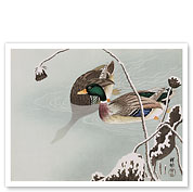 Two Mallards near a Snow-Covered Lotus - c. 1925 - Fine Art Prints & Posters