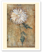 Chrysanthemum - c. 1900 - Fine Art Prints & Posters