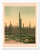 Cactus Grove Arizona - Cereus Giganteus - c. 1871 - Fine Art Prints & Posters