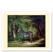 Queen Charlotte’s Zebra - c. 1763 - Fine Art Prints & Posters