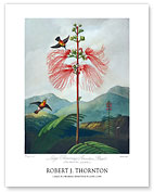 Large-Flowering Sensitive Plant from The Temple of Flora - c. 1799 - Fine Art Prints & Posters