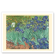 Irises - c. 1889 - Giclée Art Prints & Posters