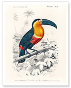 Toucan (Ramphastos) - Fine Art Prints & Posters