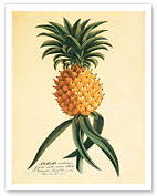 Ho'okipa, Hawaiian Pineapple - Giclée Art Prints & Posters