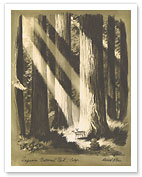 Sequoia National Park, California - Giant Sequoia Trees - c. 1960's - Fine Art Prints & Posters