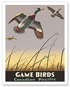 Game Birds - Canadian Pacific Railway - Mallard Ducks - c. 1941 - Giclée Art Prints & Posters