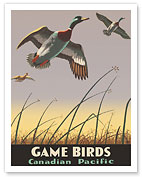 Game Birds - Canadian Pacific Railway - Mallard Ducks - c. 1941 - Fine Art Prints & Posters