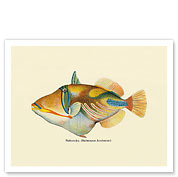 Nakunuku, Hawaiian Fish Illustration - Fine Art Prints & Posters