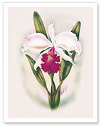 Hawaiian Cattleya Orchid - Fine Art Prints & Posters