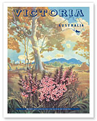 Victoria Australia - Pink Heath Flower - Floral Emblem of Victoria - c. 1944 - Fine Art Prints & Posters