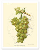 Raisin Président Gaston Chandon Grapes - Champagne Grapes - c. 1903 - Fine Art Prints & Posters