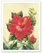 Red Hibiscus, Hawaiian Tropical Flower - Fine Art Prints & Posters