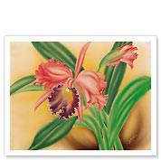 Pink Cattleya Orchid - Fine Art Prints & Posters