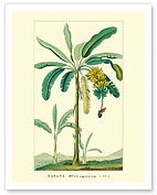 Banana Tree, Botanical Illustration - Giclée Art Prints & Posters