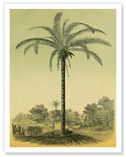 Astrocaryum Chambira Palm Tree, Botanical Illustration - Giclée Art Prints & Posters