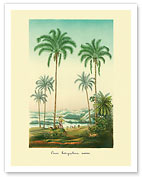 Coconut Palm Trees - Giclée Art Prints & Posters