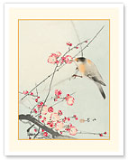 Songbird on Blossom Branch - c. 1900 - Fine Art Prints & Posters