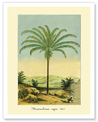 Maximiliana Palm Tree, Botanical Illustration - Giclée Art Prints & Posters