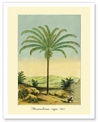 Maximiliana Palm Tree, Botanical Illustration - Fine Art Prints & Posters