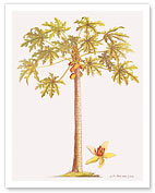 Papaya Tree, Botanical Illustration, 18th Century - Giclée Art Prints & Posters