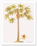 Papaya Tree, Botanical Illustration, 18th Century - Fine Art Prints & Posters