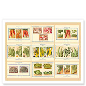 French Seed Packet Collage - Denaiffe and Son - c. 1910's - Giclée Art Prints & Posters