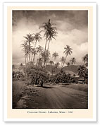 Coconut Grove - Lahaina, Maui 1910 - Fine Art Prints & Posters