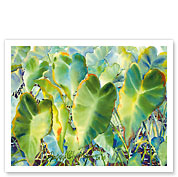 Na Kalo (Taro) - Native Hawaii Taro Leaf Plant - Taro Patch (Lo'i) - Fine Art Prints & Posters