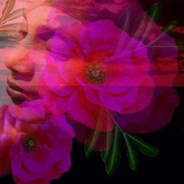 Twilight Rose - Canvas and Matted Prints by Carolyn Quan