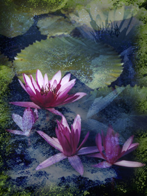 Floating Spirits - Canvas and Matted Prints by Carolyn Quan
