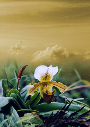Heavenly Dew - Canvas and Matted Prints by Carolyn Quan