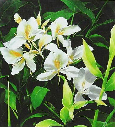 White Ginger - Fine Art Giclee Canvas Prints