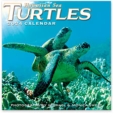 Hawaiian Sea Turtles - 2024 Deluxe Hawaiian Wall Calendar