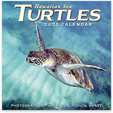 Hawaiian Sea Turtles - 2025 Deluxe Hawaiian Wall Calendar
