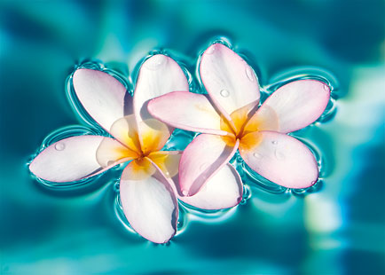 Aqua Plumerias - Personalized Greeting Card