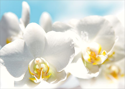 White Orchids Messengers of Light - Personalized Greeting Card