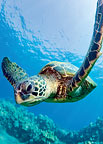 Honu Friend - Hawaiian Everyday Blank Greeting Card