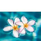 Aqua Plumerias - Hawaiian Everyday Blank Greeting Card