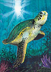 Turtle - Hawaiian Everyday Blank Greeting Card