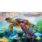 Turtle - Hawaiian Everyday Blank Greeting Card