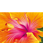 Sunrise Hibiscus - Hawaiian Happy Birthday Greeting Card