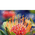 Tropical Sunburst (Pincushion Protea) - Hawaiian Happy Birthday Greeting Card