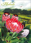 Protea Blush - Hawaiian Mahalo / Thank You Greeting Card