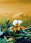 Heavenly Dew - Hawaiian Mahalo / Thank You Greeting Card