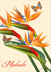 Paradise & Butterflies - Hawaiian Mahalo / Thank You Greeting Card