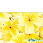 Sunshine Plumeria - Hawaiian Mahalo / Thank You Greeting Card