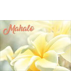 Na Lei Pua Melia Aloha E Ko Lele - Hawaiian Mahalo / Thank You Greeting Card