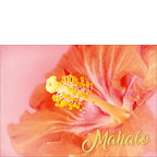 Peace is every Step - Hawaiian Mahalo / Thank You Greeting Card